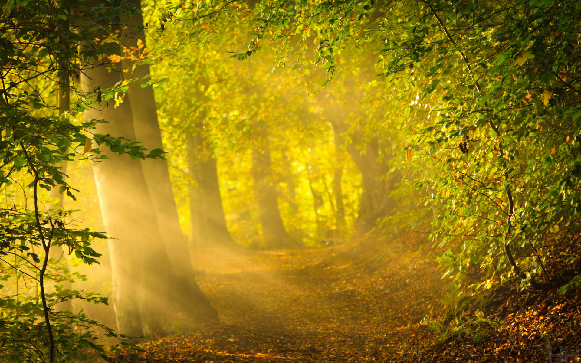 Enchanted Forest Background For Free