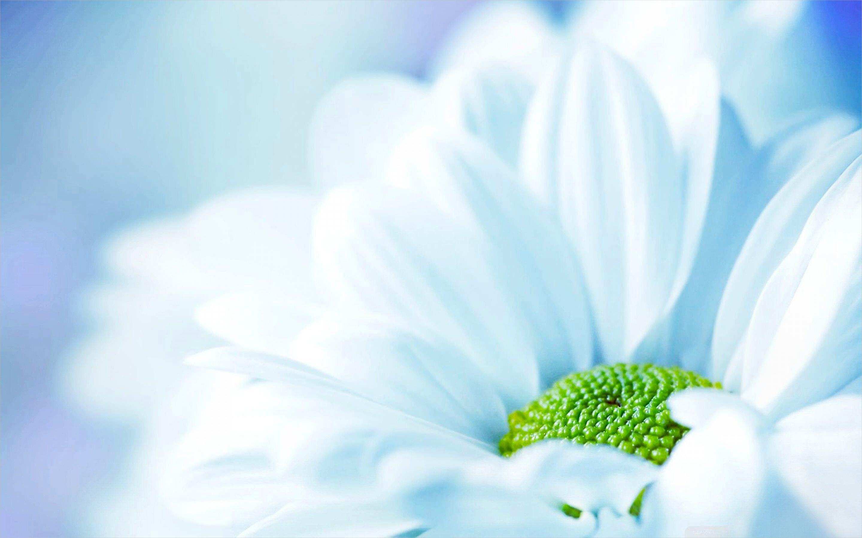 Fabulous White Flower Background