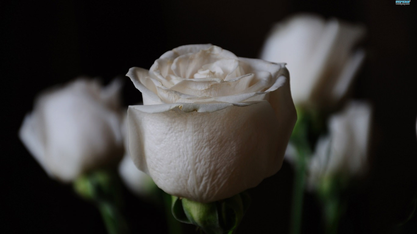 Fair White Roses Flower Background
