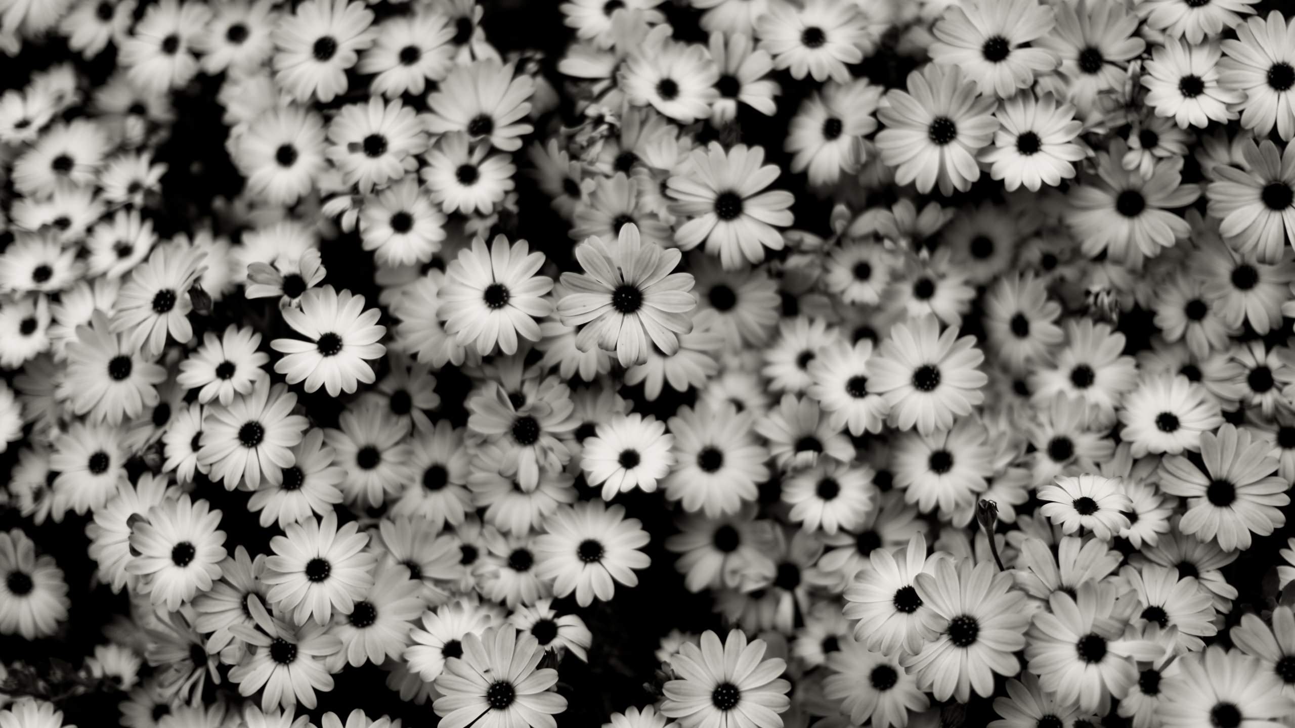 Fascinating Black and White Floral Wallpaper