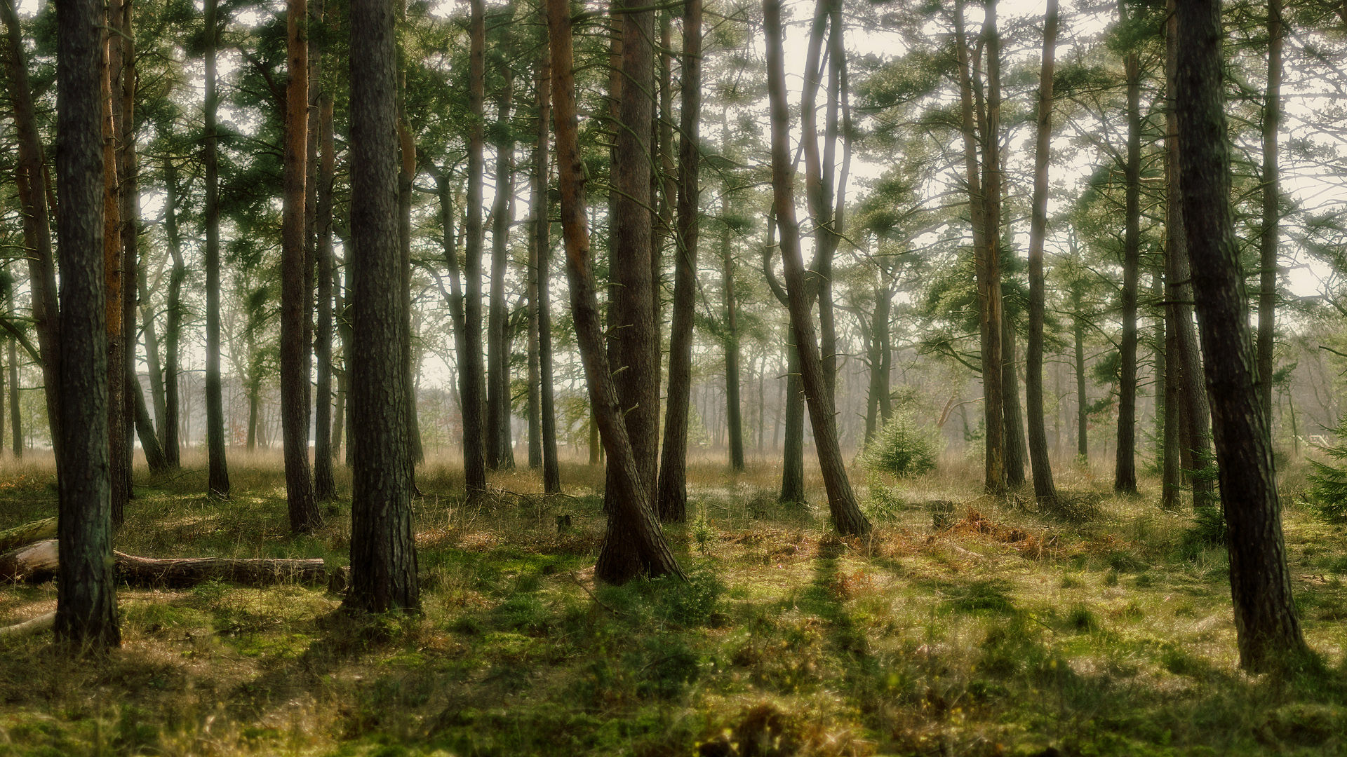 Forest Background For Free Download