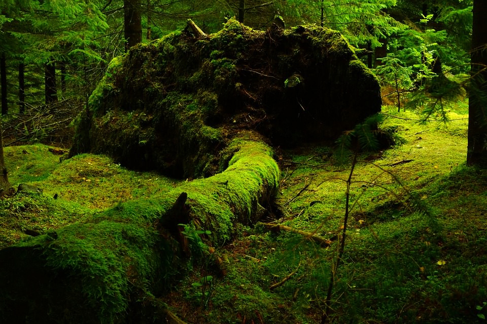  Forest Moss Background For Free