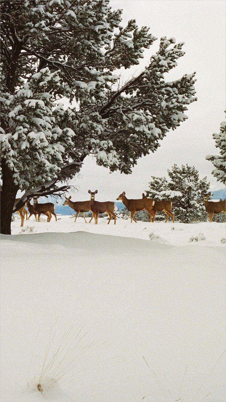 Free Deer in White Snow Background For iPhone