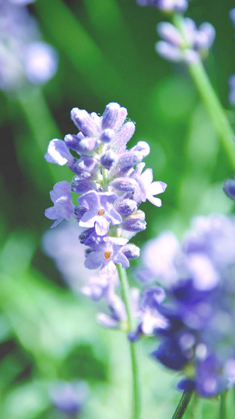 Free Fresh Lavender iPhone Background For You