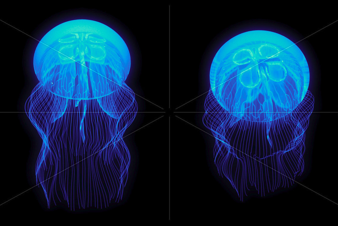 Free Jellyfish Black & Blue Background