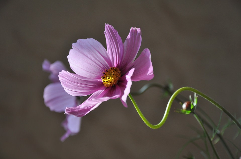 Free Pink Karsenka Flower Background