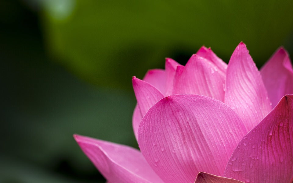 Free Pink Lotus Flower Background