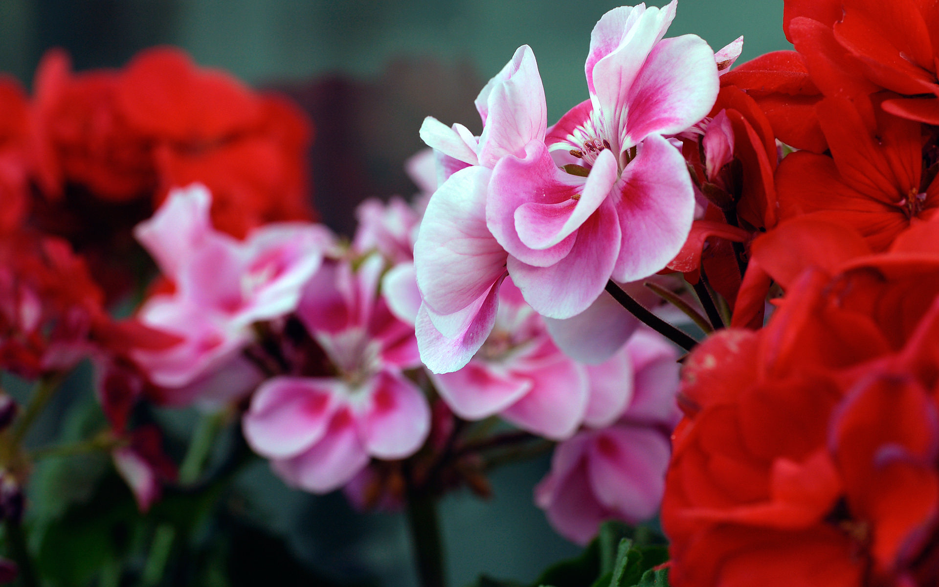 Free Pink & Red Flowers Background