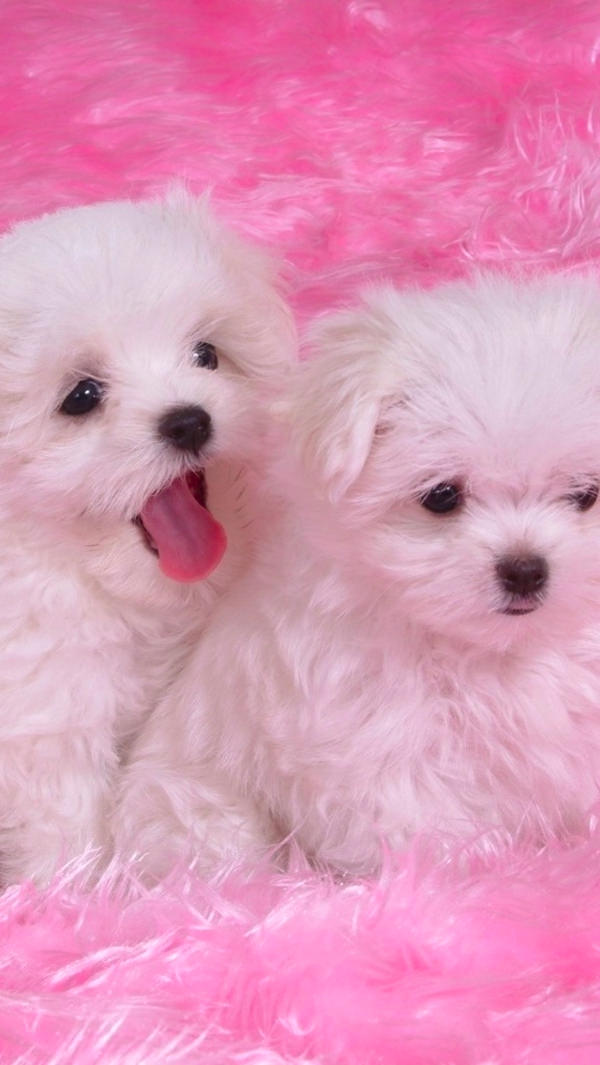 Free Pretty Puppy Dogs iPhone Background