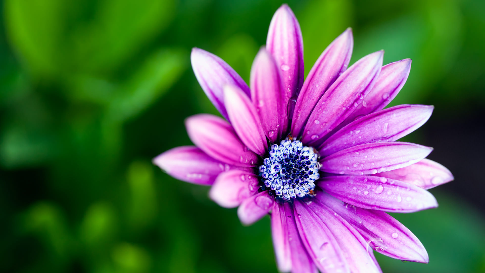 Free Purple Flower Background For You