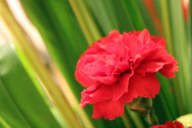 Free Red Flower Background For You