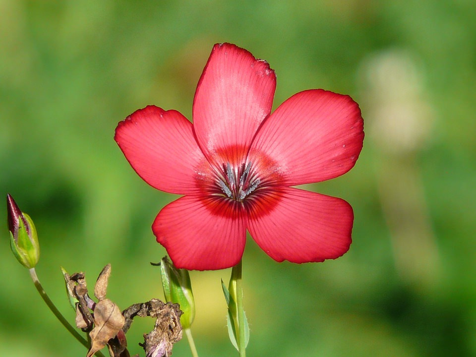 Free Red Lein Flower Background