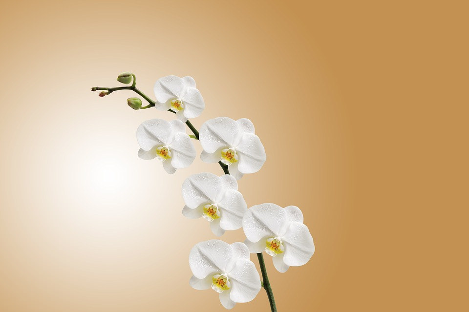 free white orchid flower background