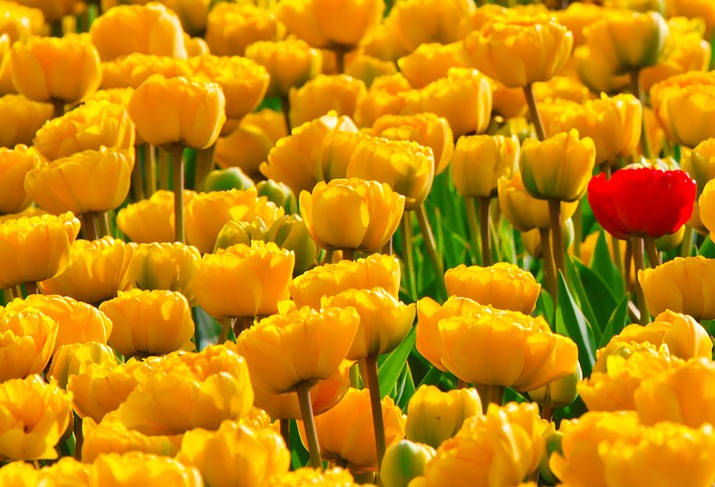 Free Yellow Tulip Flowers Background
