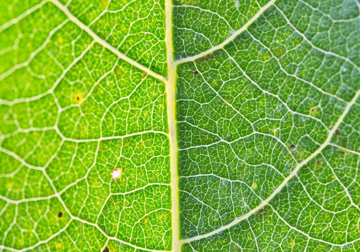 Green Leaf Texture For Free 