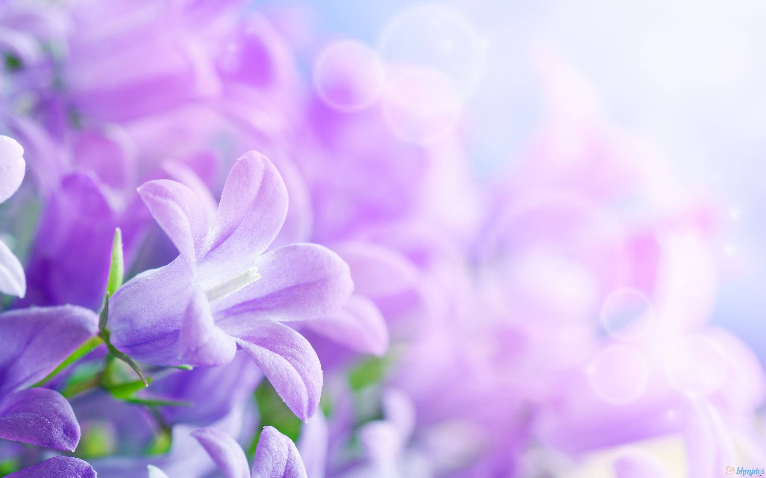 20+ Purple Flower Backgrounds | Wallpapers | FreeCreatives