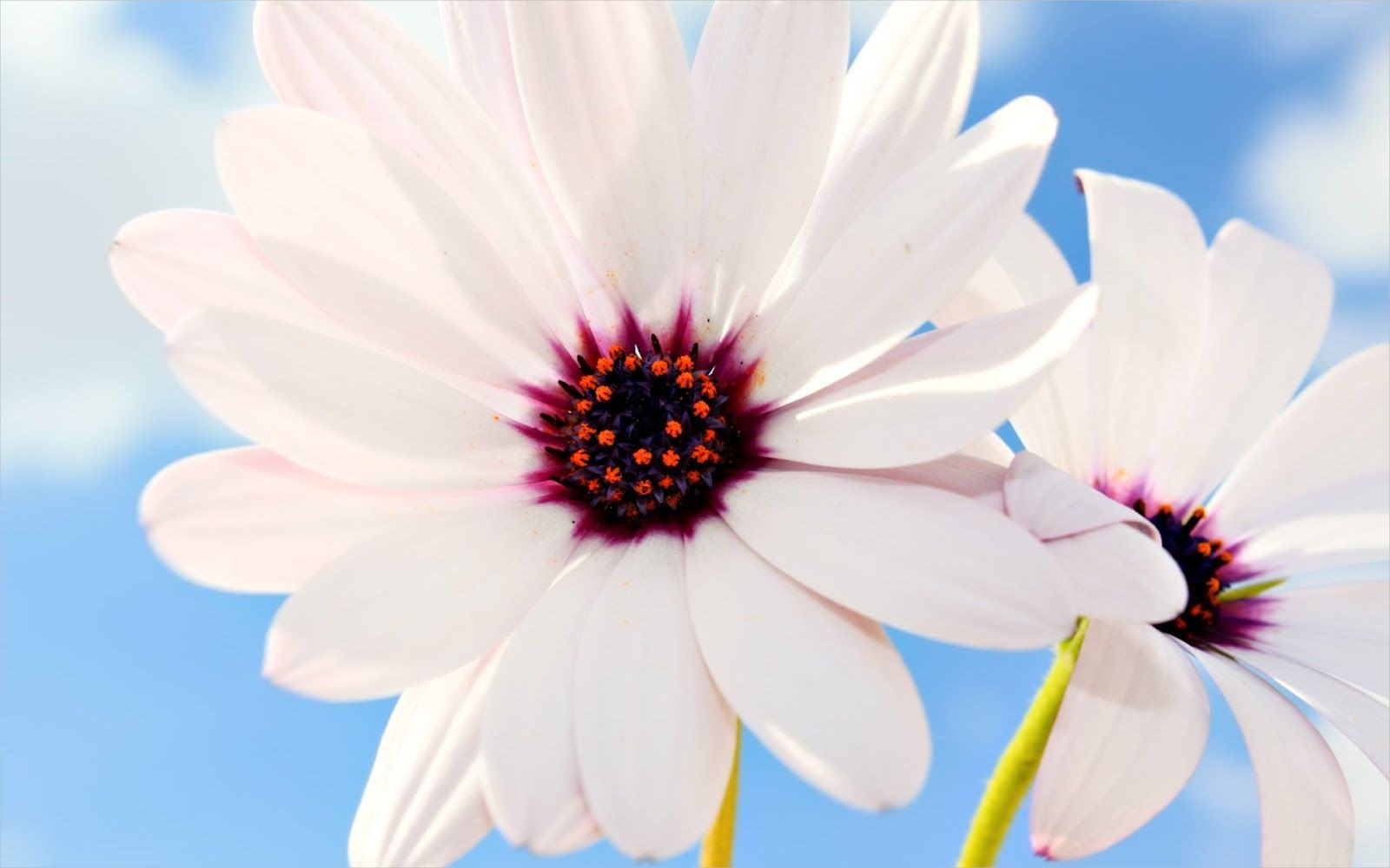 HD White Flowers Background