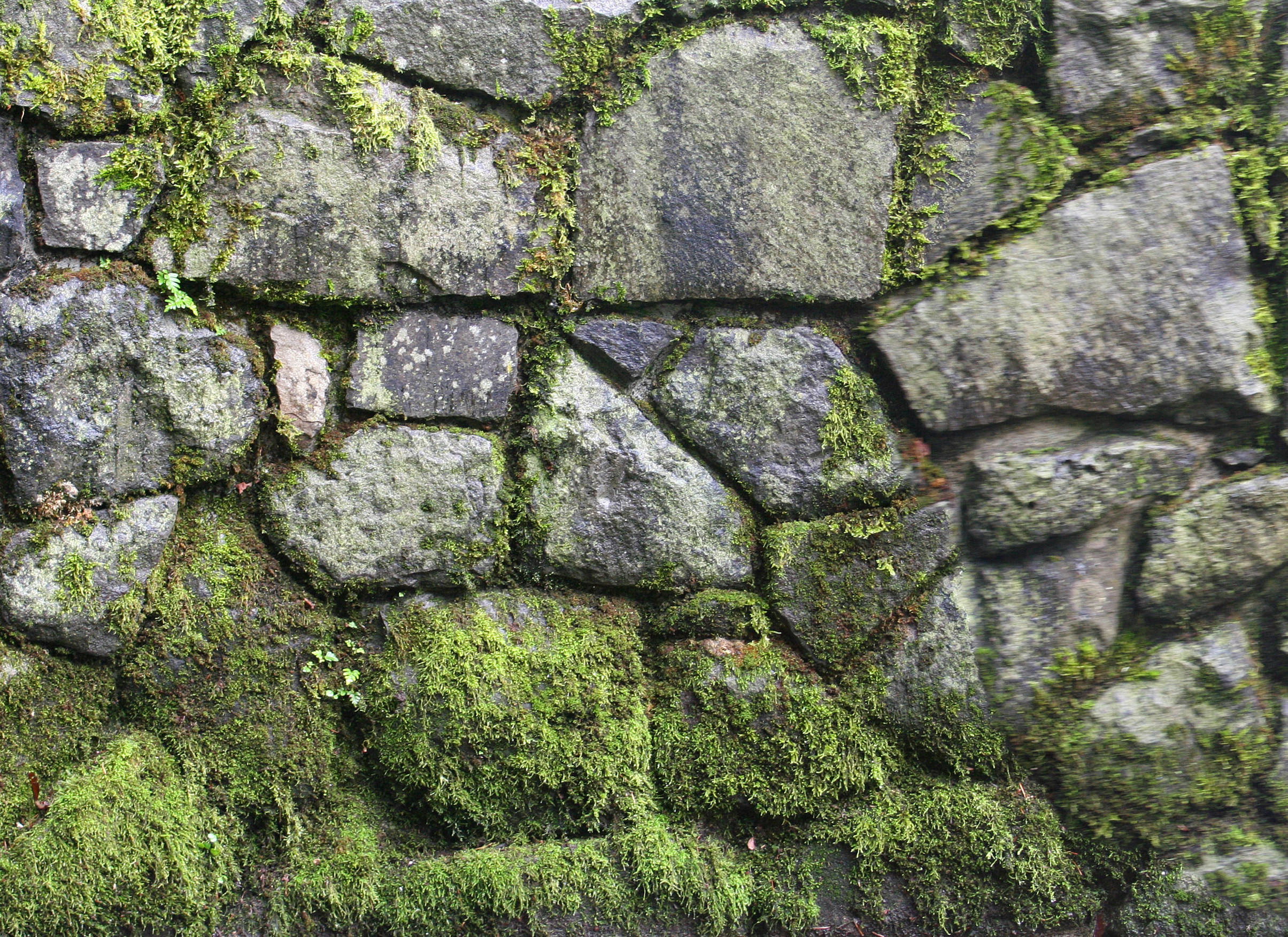 High Def Stone Wall Moss Growth Texture