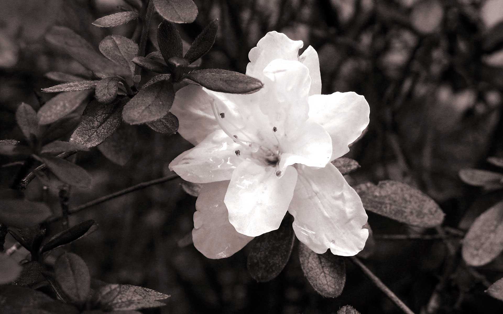  Black White Floral Wallpapers Floral Patterns 