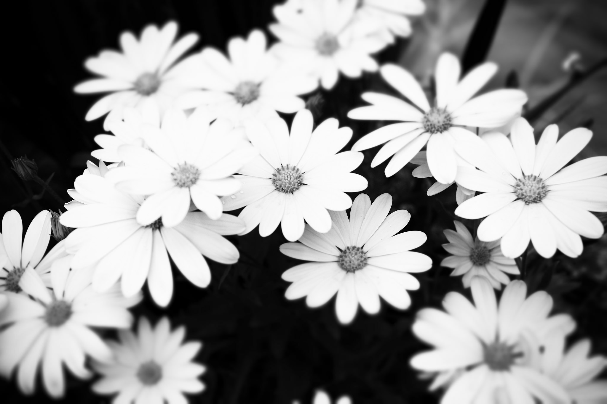 High Res Black andWhite Floral wallpaper