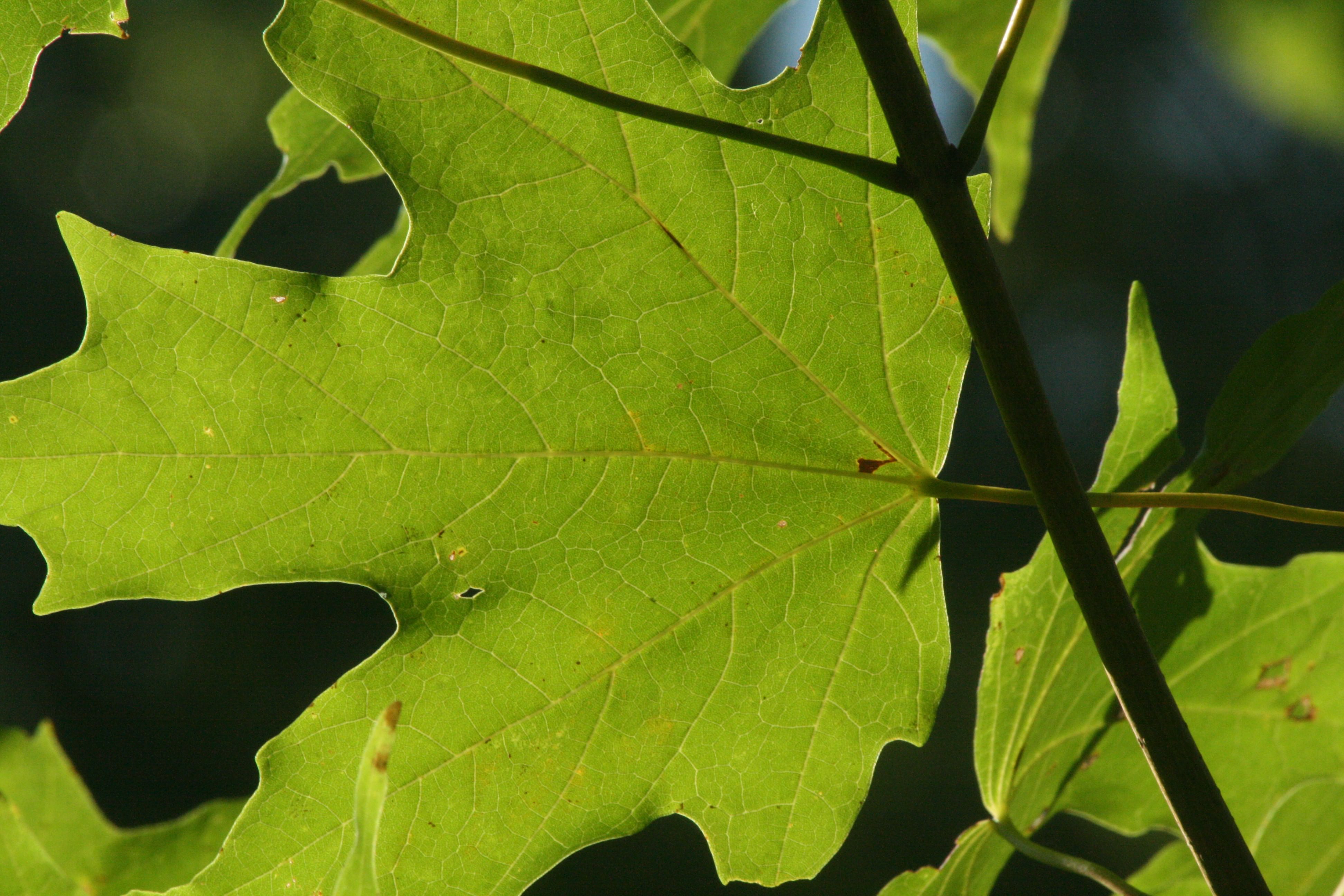 High Resolution Leaf Texture For Free 
