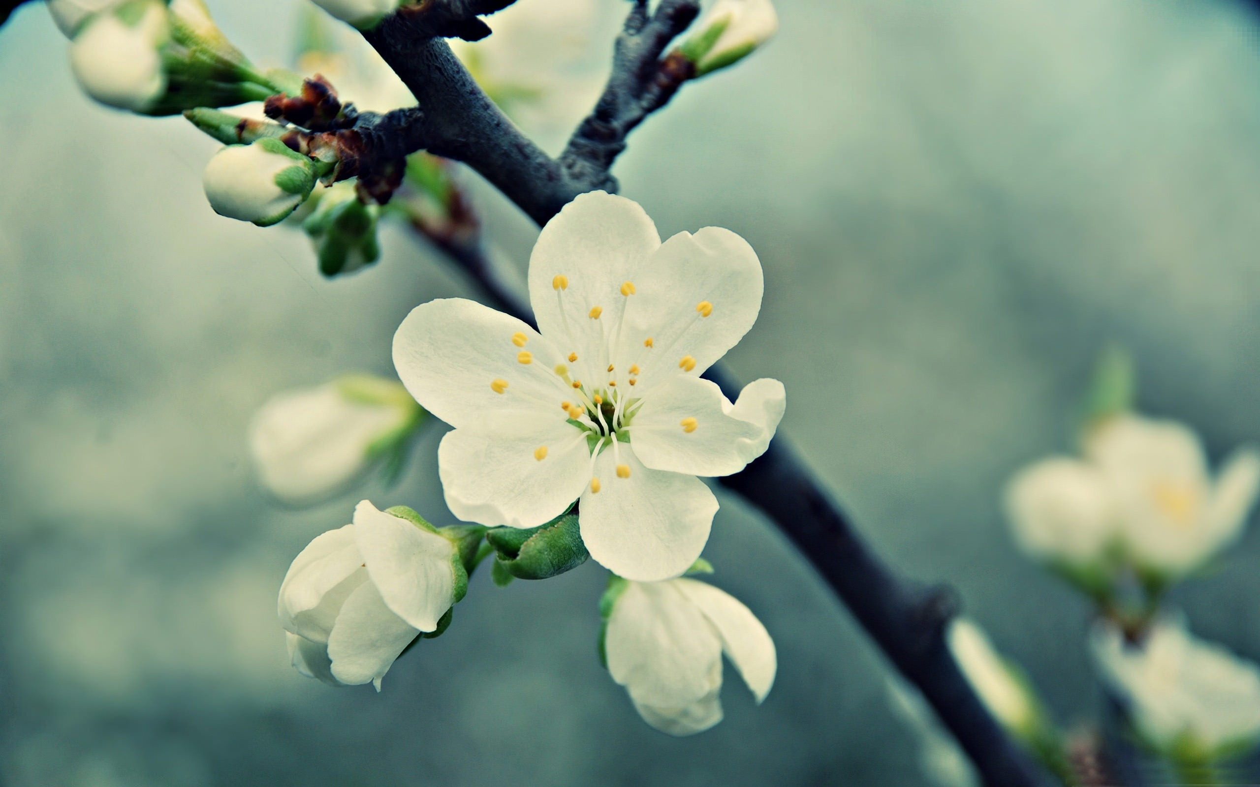 Nice White Flowers Background