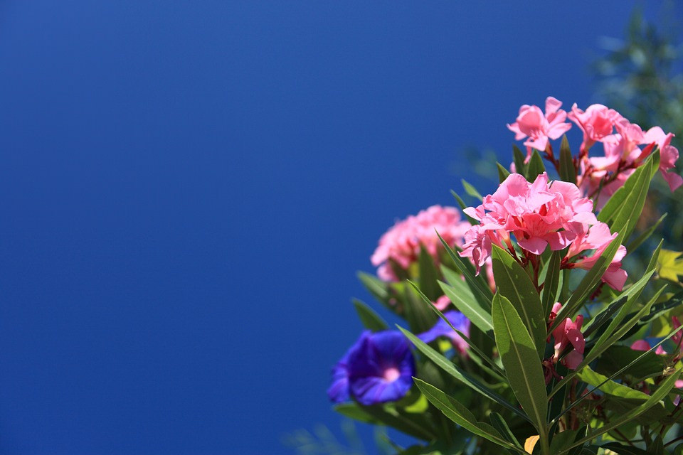 Oleander Flower Under Blue Sky Background