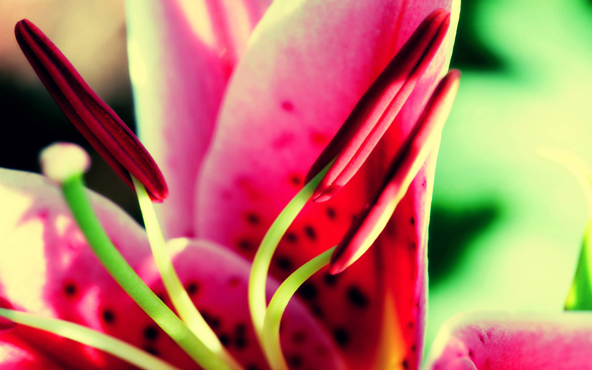 Pink Flower Macro Tumblr Background