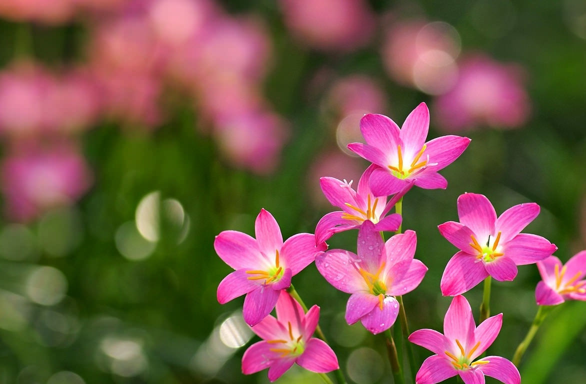 Pink Flowers Background For Download