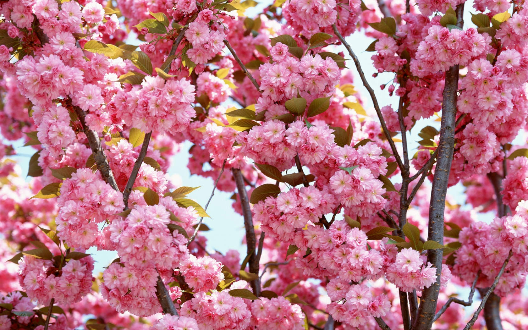 Pink Flowers Bloom Background For Free