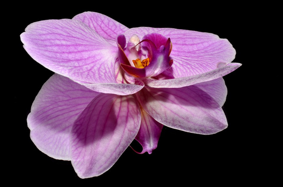 Pink Orkide Flower Background