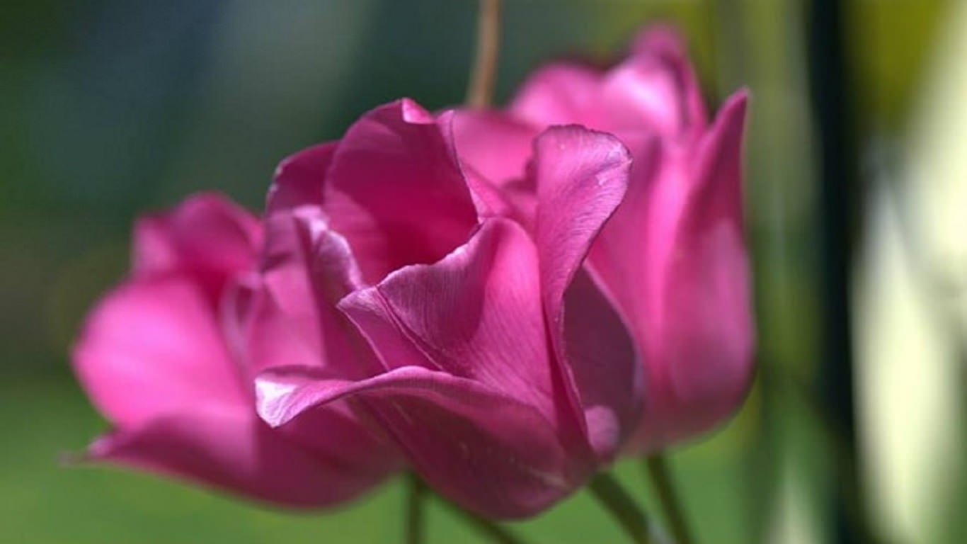 Pink Tulip Flower Background