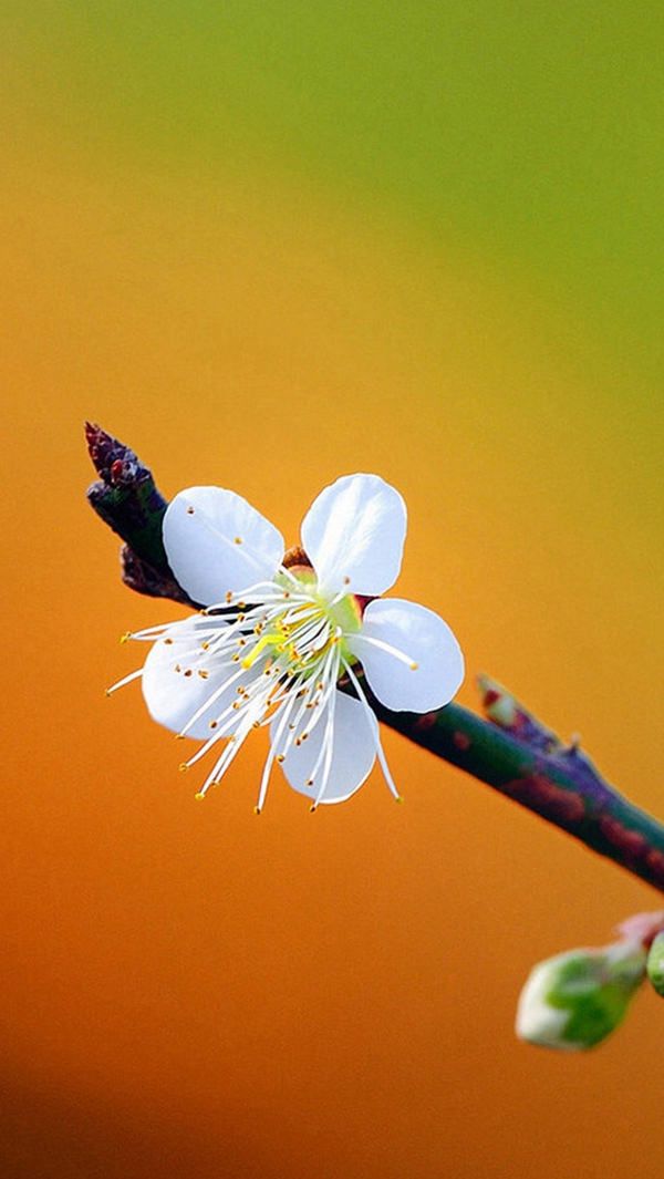 Pretty Plum Flower iPhone 5c Background