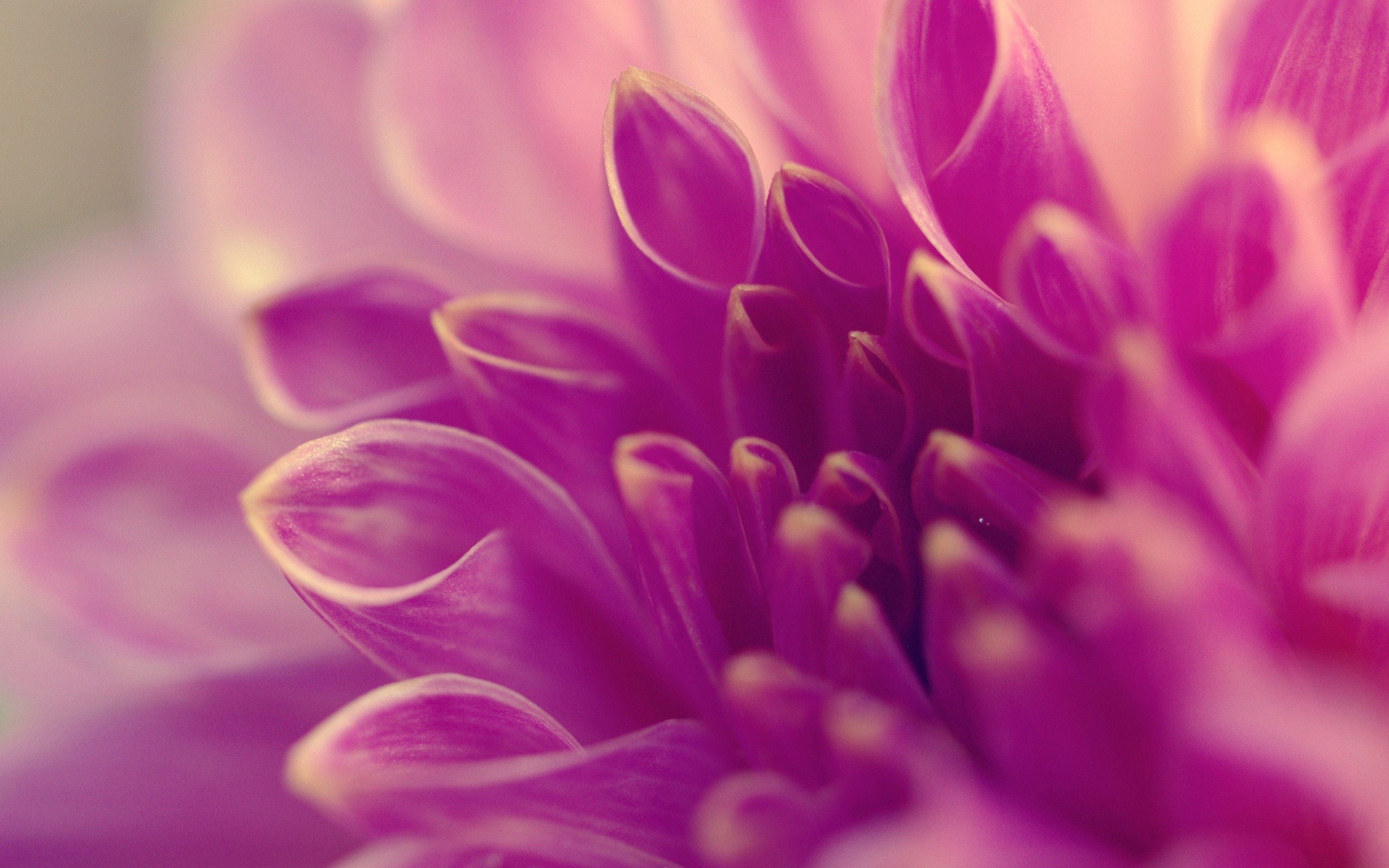 20+ Purple Flower Backgrounds | Wallpapers | FreeCreatives