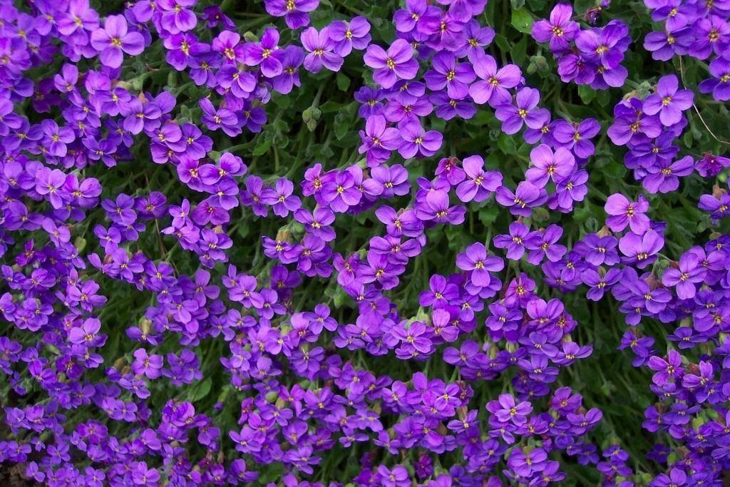 Purple Flowers Background For Free Download