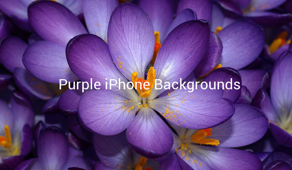 Purple iPhone Backgrounds