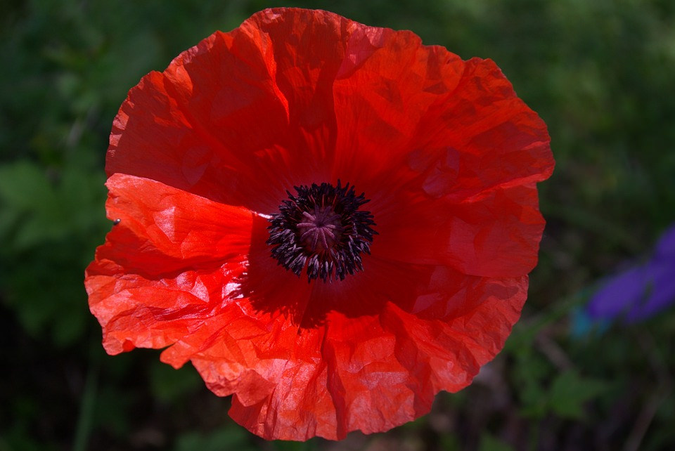 Red Poppy Flower Background