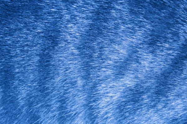 Sky Blue Tabby Fur Texture