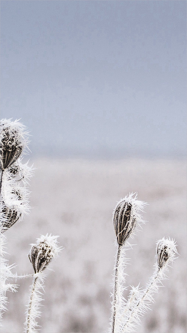 Snow Winter Flower iPhone 5s White Background