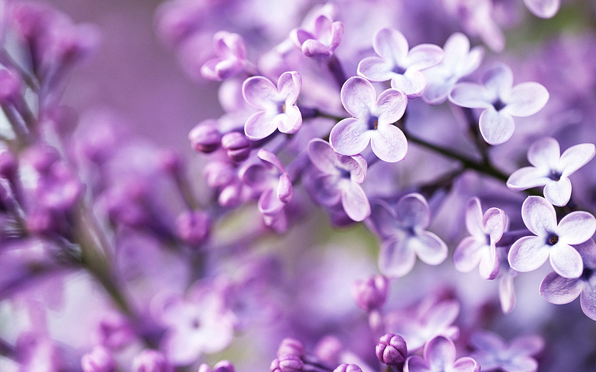 Spring HD Purple Wallpaper