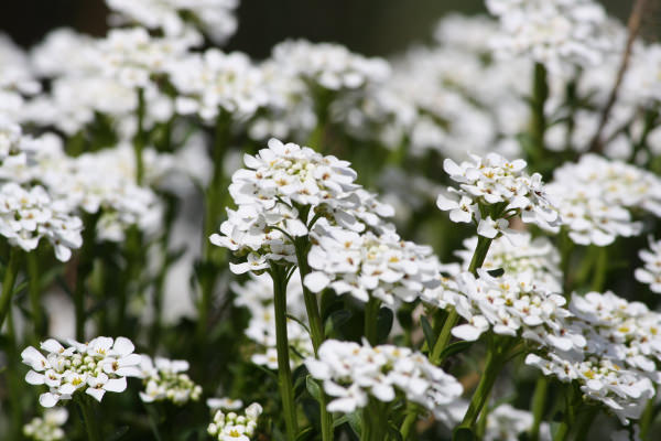 Sweet Alyssum White Flowers Background