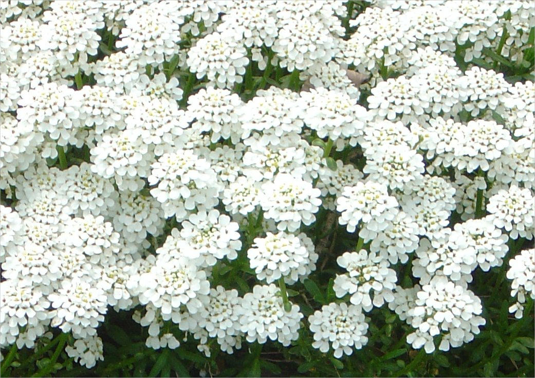 Tiny White Flowers Background