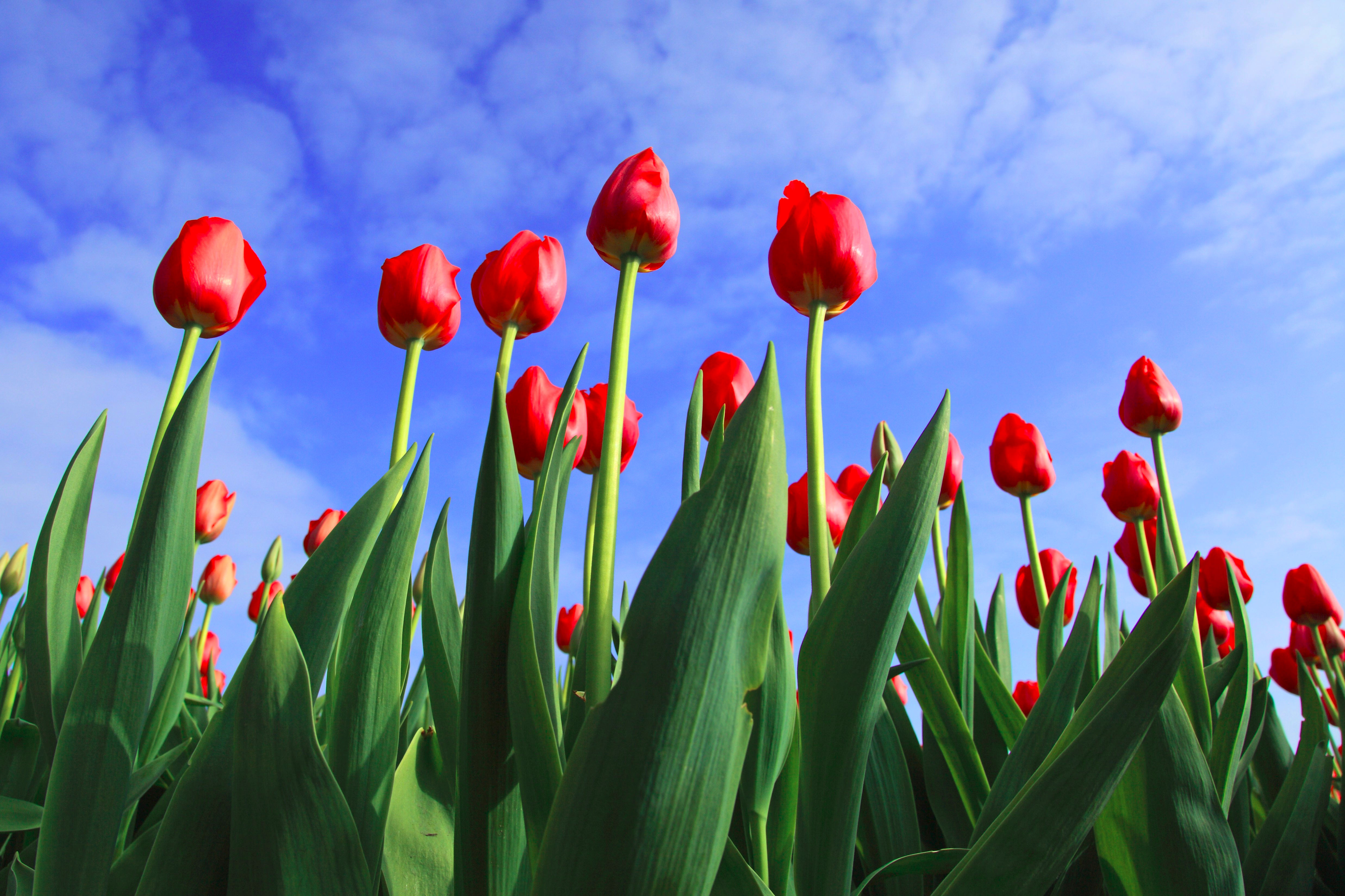 Tulips With Blue Sky Background For Free
