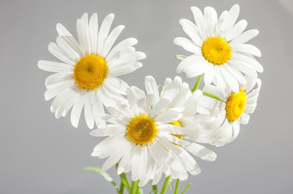 White Daisies Flower Background