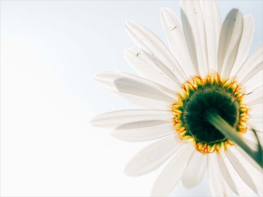 White Daisy Petals Flower Background