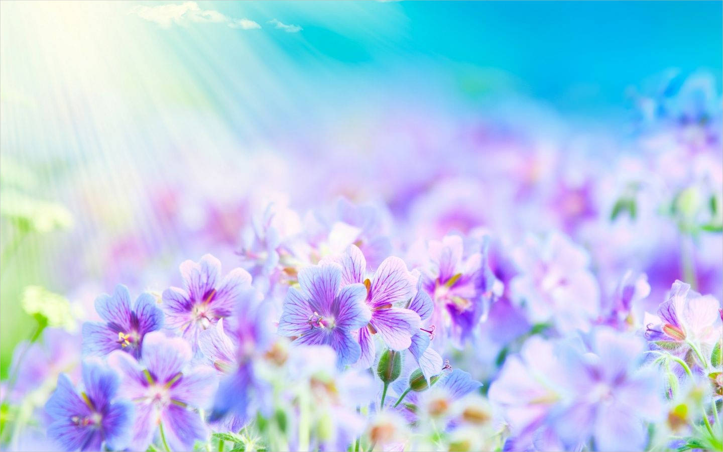 White & Purple Flowers Background
