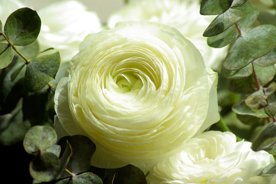 White Rose Flower Background