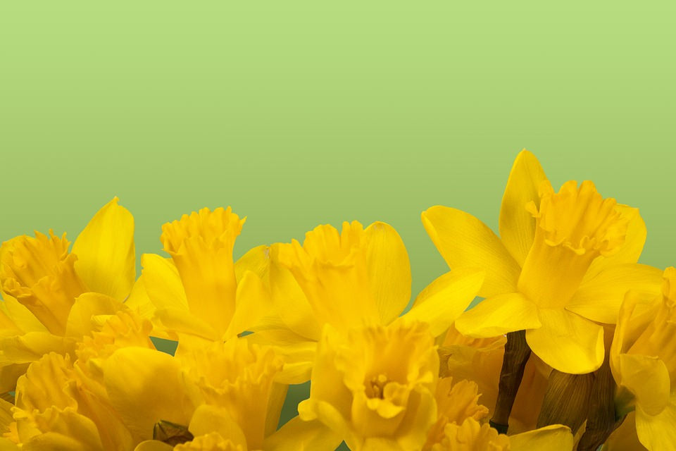 Yellow Daffodil Flower Background