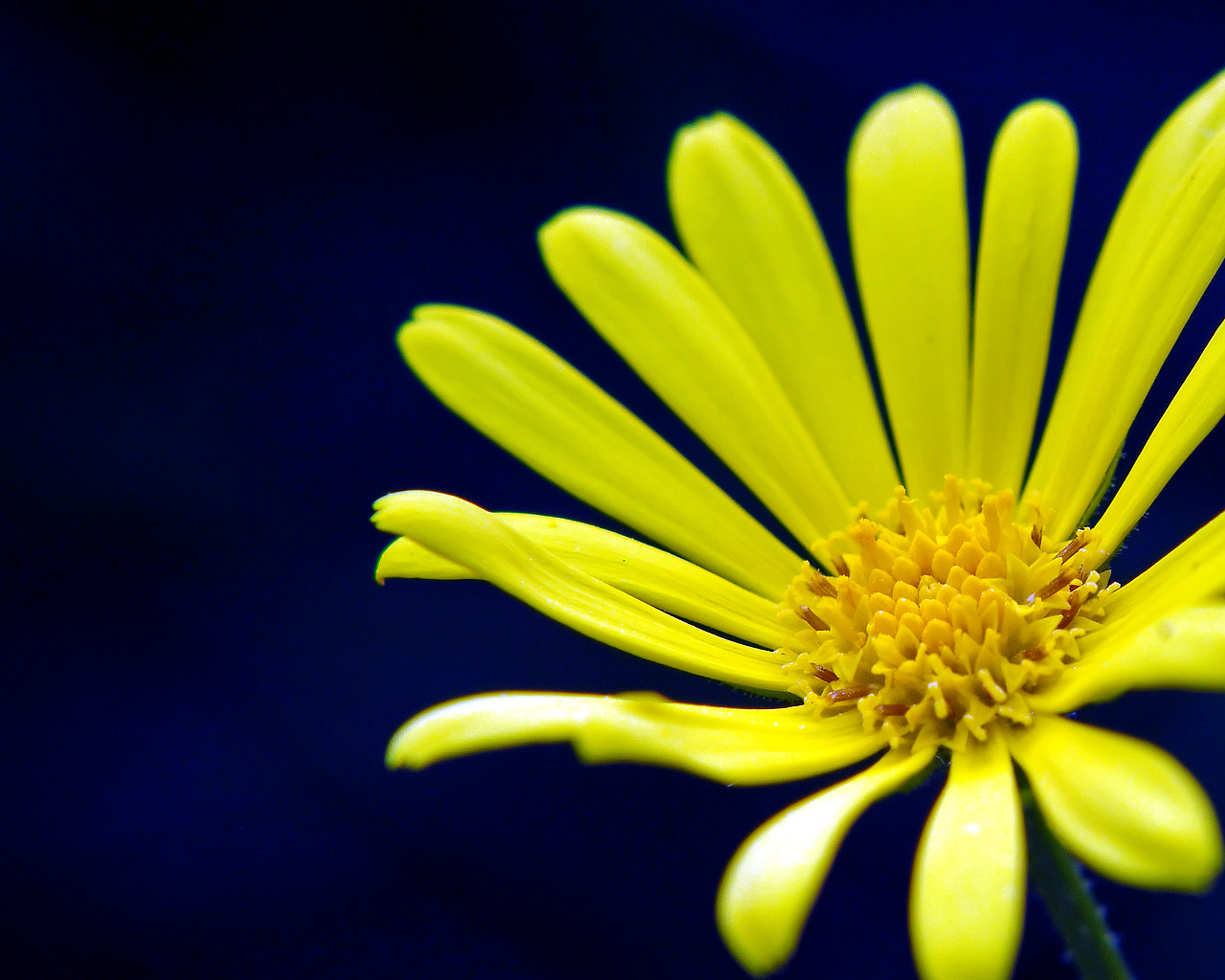 Yellow Flower in Blue Background