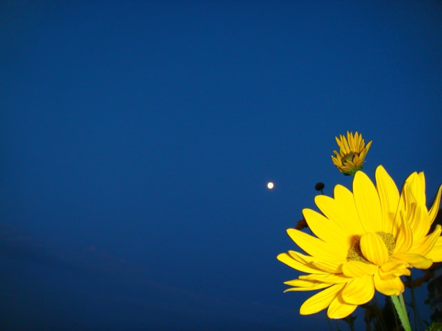Yellow Flower on a Dark Blue Background